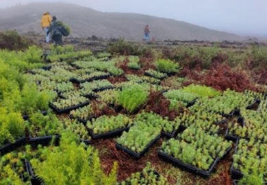 Reforesting in Galicia